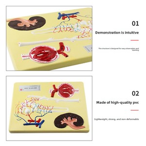 Modello Anatomico Ingrandito del Nefrono Glomerulare 20119 per Laboratorio di Biologia delle Scuole Medie e Superiori, Ausilio Didattico Sperimentale - Product Image 4