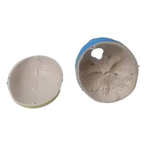 Science médicale enseignement anatomique <span class=keywords><strong>humain</strong></span> détachable taille réelle mannequin <span class=keywords><strong>3D</strong></span> couleur squelette cerveau tête os anatomie <span class=keywords><strong>crâne</strong></span> modèle - Product Image 4