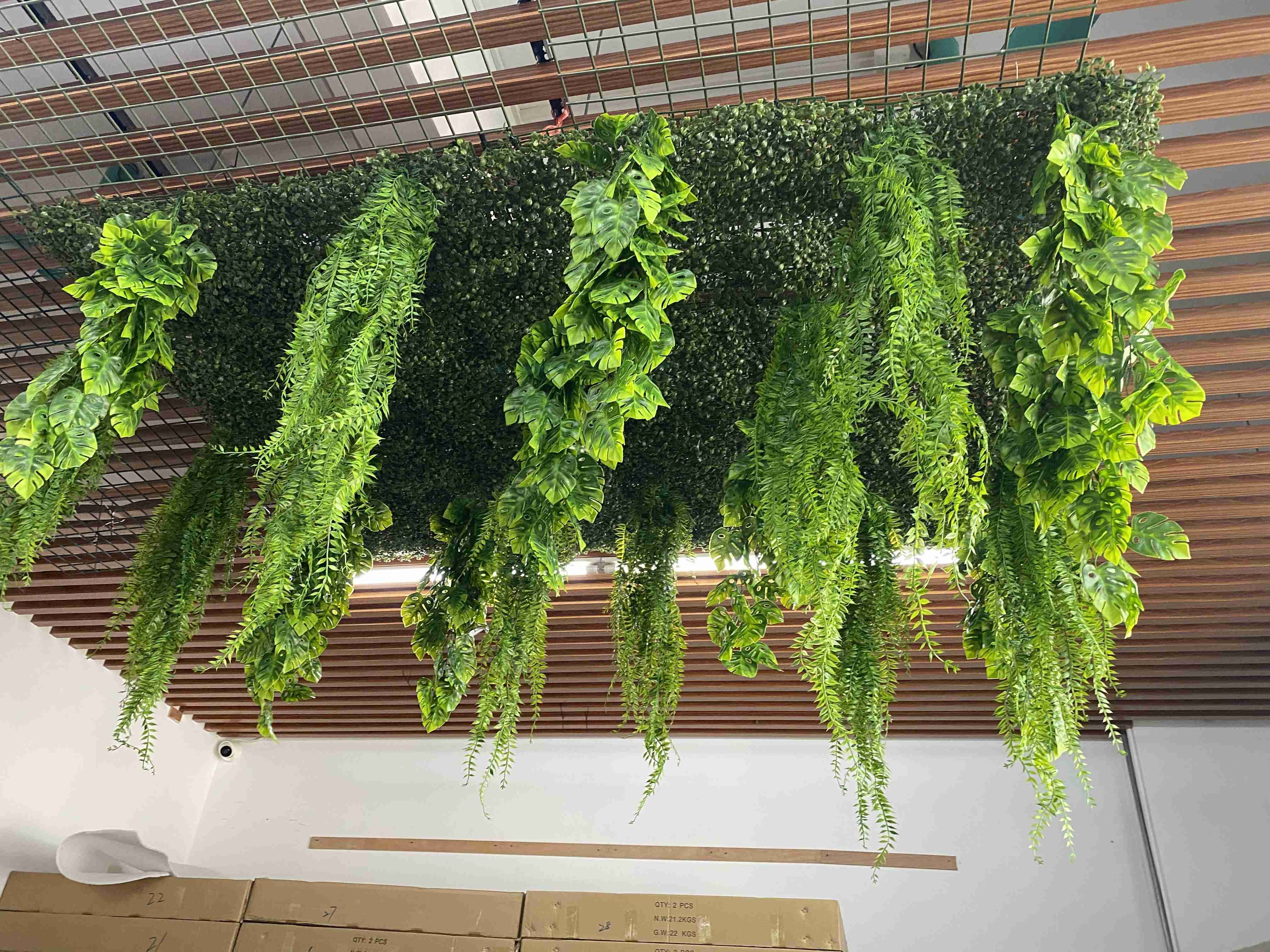 Plante de plafond 2