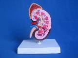 Modelo Anatómico de Riñón Humano para el Estudio del Sistema Urinario y Endocrino en Ciencias Médicas, Material PVC, Marca YUANZHOU, Hecho en China - Product Image 2