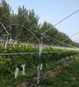 Support de serre en FRP, arche en barres rondes, pour tunnel de culture de fraises et légumes, anti-corrosion, léger, haute résistance, durable - Product Image 4