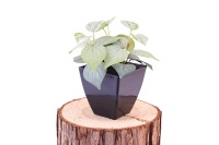Grosir tanaman bonsai buatan Mini, pot keramik putih tanaman bonsai palsu kecil