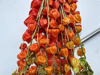 Buket Bunga Kering Physalis Plastik S-1 dengan Tangkai Lampion Cina untuk Dekorasi Wisuda, Halloween, dan Kembali ke Sekolah 70cm