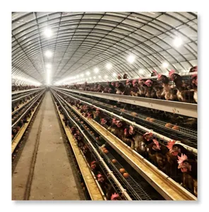 Production élevée d'œufs Sortie d'usine Treillis métallique de valeur supérieure Un type Cage de ponte de volaille d'élevage de poulet
