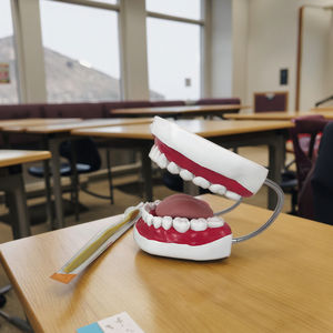 Modello Standard per lo Spazzolamento dei Denti, Modello di Denti Umani per <span class=keywords><strong>Formazione</strong></span> Medica, Realizzato in Plastica e PVC per lo Studio - Product Image 4