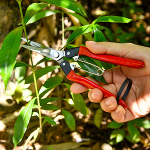 Stainless Steel Garden Shears Bypass Pruner Red Plastic Handle Manual <b>Pruning</b> <b>Tool</b> For Fruit <b>Tree</b> Grafting And Flower - Product Image 3