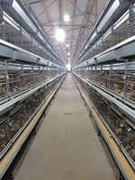Système automatique de cage d'élevage de poulets de chair dédié à la ferme avicole à vendre