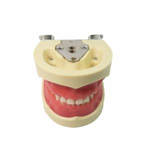 Étude dentaire modèle standard pour enfant modèle de dents primaires 24 pièces dents gomme molle - Product Image 2