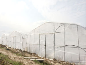 Abri <span class=keywords><strong>de</strong></span> <span class=keywords><strong>pluie</strong></span> à faible coût pour serre agricole avec double couche pour la culture <span class=keywords><strong>de</strong></span> légumes - Product Image 5