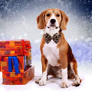 Collar de Lazo Desmontable de Liberación Rápida, de Algodón y Cinta Ajustable para Reptiles Pequeños/Medianos/Grandes - Product Image 6