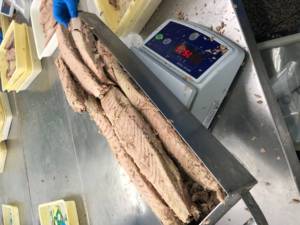 Lomo de atún Sarda fresco precocinado de 500-1000g, atún barrilete congelado y enlatado <span class=keywords><strong>en</strong></span> caja de salmuera a granel - Product Image 2