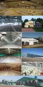 Ferme d'élevage de poulets à environnement contrôlé Poulet galvanisé Poule de ponte Volaille Cage <span class=keywords><strong>Poules</strong></span> à œufs <span class=keywords><strong>Abri</strong></span> préfabriqué pour bétail Canard - Product Image 5