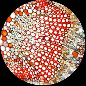 Material Escolar, Portaobjetos de <span class=keywords><strong>Microscopio</strong></span> Mixtos, Célula de <span class=keywords><strong>Cebolla</strong></span>, Planta, Meiosis, Mitosis, Portaobjetos de División - Product Image 5