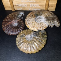 Vente en gros d'ammonites fossiles naturelles polies de Madagascar, grand spécimen d'ammonite nervurée pour la décoration intérieure et la lithothérapie Reiki