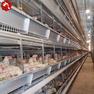 Fully Automated H Type Laying <strong>Hen</strong> Battery Cages 10000 Capacity Equipment for Ghana Zambia - Product Image 1