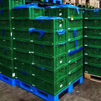 Caisse pliable en maille en plastique empilable pour le stockage de plantes de couleur personnalisée pour les fruits et légumes