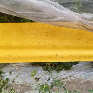 Trampa Adhesiva Amarilla para Árboles Frutales, Control de Plagas, Cinta Adhesiva para Atrapar Avispas, Polillas e Insectos Voladores, Rollo de Trampa Adhesiva Amarilla - Product Image 6
