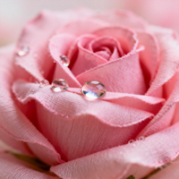 Großhandel Rosa Künstliche Rosen Seidenblumen für Hochzeitsdekoration Valentinstag Party Künstliche Pflanzen-Dekorationen