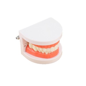 แบบจำลองฟัน ขนาด 1:1 เท่าของจริง วัสดุ PVC สำหรับการเรียนการสอนทางทันตกรรม - Product Image 5
