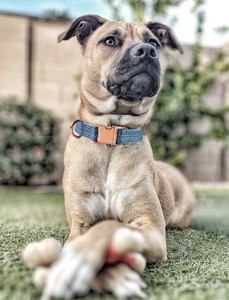 Nuevo <span class=keywords><strong>Collar</strong></span> de Perro Ajustable con Hebilla de Metal para Perros Grandes, Diseño de Rayas, Cintas Bonitas de Nailon, <span class=keywords><strong>Collar</strong></span> de Perro con Nombre - Product Image 6