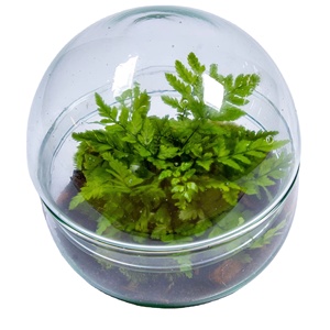 A Mini Orb Terrarium Kit That Suitable <strong>Beginners</strong> Mossarium and Have Glass and <strong>Plants</strong> - Product Image 1