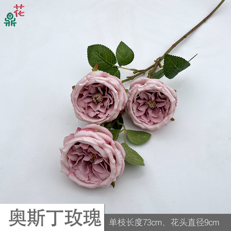 Austin Rose Y Bean Paste Pink