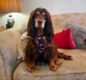 พรีเมี่ยมคอมฟอร์ตไม่ห้ามห้ามสายรัดสุนัขปรับปลอกคอสายจูงยุทธวิธีชุดสําหรับสุนัขพันธุ์ใด ๆ - Product Image 4