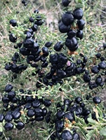 Premium Wilde Zongedroogde Zwarte Gojibessen Hoge Anthocyanine Voedzame Gedroogde Vruchten Veganistische Snack Wereldwijde Distributeur Groothandel