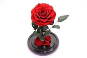 Venta caliente natural Navidad natural <span class=keywords><strong>rosas</strong></span> <span class=keywords><strong>preservadas</strong></span> <span class=keywords><strong>rosas</strong></span> de larga duración para siempre <span class=keywords><strong>rosas</strong></span> eternas <span class=keywords><strong>en</strong></span> cúpula de cristal para boda - Product Image 2