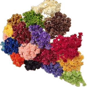 Ghirlanda di Fiori Secchi di Aster Brasiliano, Margherite di Montagna Piccole, per Decorazioni Natalizie Fai-da-te, Ghirlanda Popolare - Product Image 1