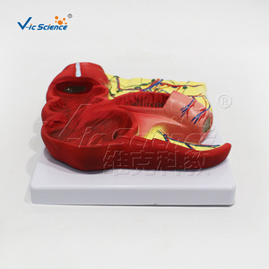 Modèle anatomique de l'appendice et du côlon VIC-D014 - Product Image 2