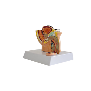 Mô hình giải phẫu vùng chậu nam người đàn ông bên trong và bên ngoài Mô hình hệ thống tiết niệu sinh sản y tế - Product Image 3