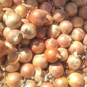 Hữu Cơ Cao Cấp Chất Lượng Đông Lạnh Hành Tây Nhẫn Hữu Cơ Tươi Gốc Cắt Hành Tây Khối Trung Quốc Bán Buôn Hấp Chế Biến Rau - Product Image 2