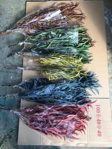 Plantas colgantes de dólar de plata auténtica natural al por mayor hojas de eucalipto preservadas secas para decoraciones de ducha de boda en casa - Product Image 3