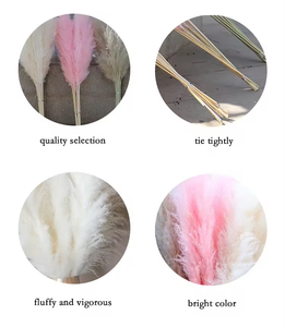 <span class=keywords><strong>Erba</strong></span> della Pampa Naturale Essiccata, Fiori Secchi Grandi e Veri per Decorazioni Interne, Vendita all'Ingrosso - Product Image 5