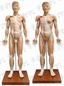 Высокоимитированная модель глубоких поверхностных мышц кровеносных сосудов анатомическая тренировка для медицинской науки человеческого тела - Product Image 2