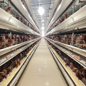 Sistema de Alimentación Automática para Jaulas en Capas Tipo H, Equipo Avícola, Acero Galvanizado por Inmersión en Caliente, Multifuncional - Product Image 1