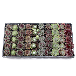 Suculentas Sempervivum resistentes al frío y al sequía para exteriores en macetas de 2 pulgadas en venta - Product Image 6
