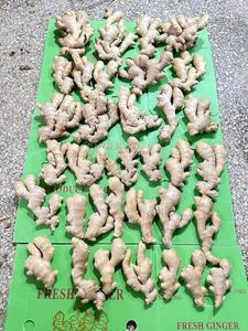 2025 Hot Bán Top Chất Lượng Sơn Đông Gừng Để Bán Tươi Gừng Khô Giá Tốt Đặc Điểm Kỹ Thuật Hữu Cơ Gừng Tươi Cho Châu Phi - Product Image 6