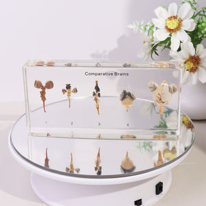 Véritable spécimen de résine animale taxidermie cerveaux comparatifs jouets éducatifs pour le lycée - Product Image 3