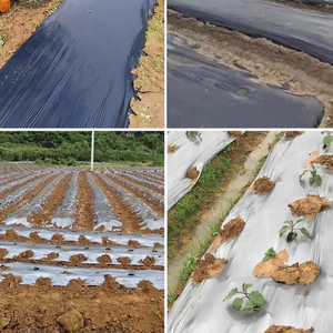 Film de <span class=keywords><strong>paillage</strong></span> agricole en plastique LDPE/LLDPE sur mesure de qualité supérieure pour l'agriculture et la culture de <span class=keywords><strong>tomates</strong></span> en Chine - Product Image 3