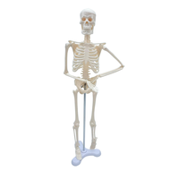 Modèles anatomiques 45 cm en PVC de haute qualité, mini-jouet scientifique médical, modèle de squelette humain pour enfants