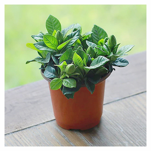 Plastic Bloempotten Groothandel Tuinkwekerij Plantenpotten Macetas De Plastico Plastic Plantenbakken Potten - Product Image 3