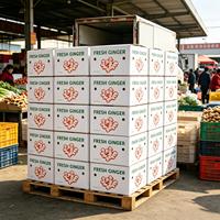 Conteneur en PP ondulé recyclable pour gingembre, étanche, lavable, empilable, dégradable, pour la récolte de gingembre frais en ferme