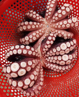 Poulpe Cuit Congelé BQF pour Congélation Rapide, Dédenté, Déveineux, Fruits de Mer en Gros, 26-60 pièces/lb, Certifié HACCP, Newchance