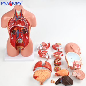 Modello Anatomico di Torso Umano Biseksuale in PVC da 45cm per Insegnamento Medico e Scientifico, Confezione da 16 Parti - Product Image 3