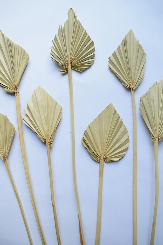 Petites feuilles de palmier