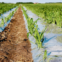 Film de paillage agricole LDPE noir de haute qualité pour l'agriculture