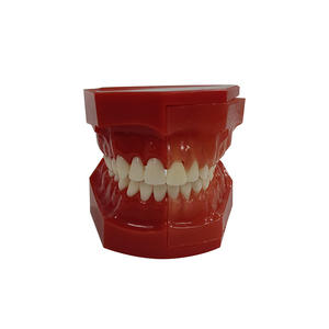 Bambini di età compresa tra 9 e 12 anni decidui sostituzione dei denti insegnamento dentale modello di sviluppo denturale C - Product Image 6