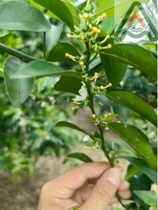 Aminoácido Agropecuario Líquido al 40% <span class=keywords><strong>a</strong></span> Precio de Fábrica, Fertilizante Orgánico para Uso Agrícola, Muestra Disponible, Oligosacárido de Algas Marinas <span class=keywords><strong>B</strong></span>&Mo - Product Image 4
